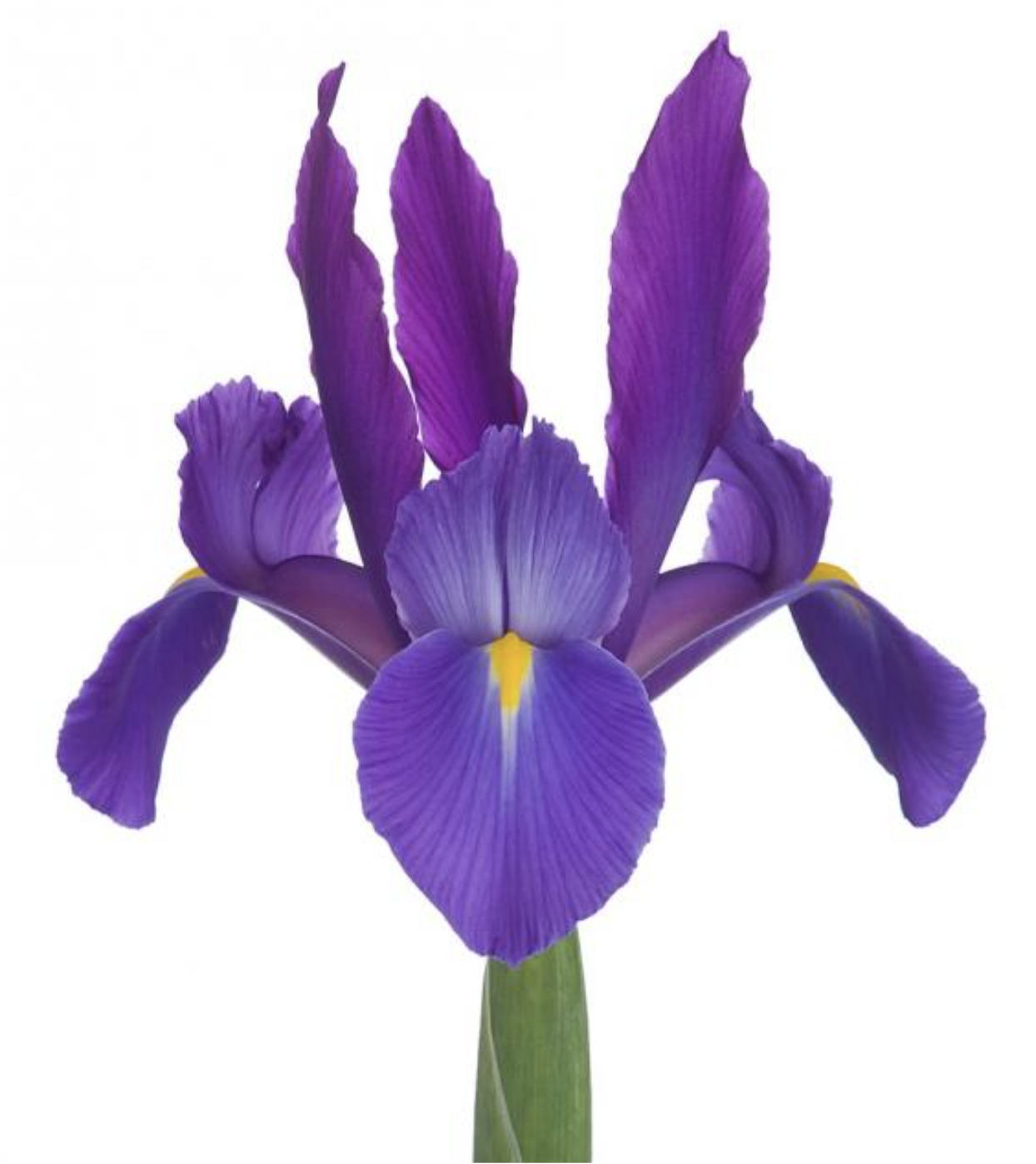 Picture of a Walking Iris